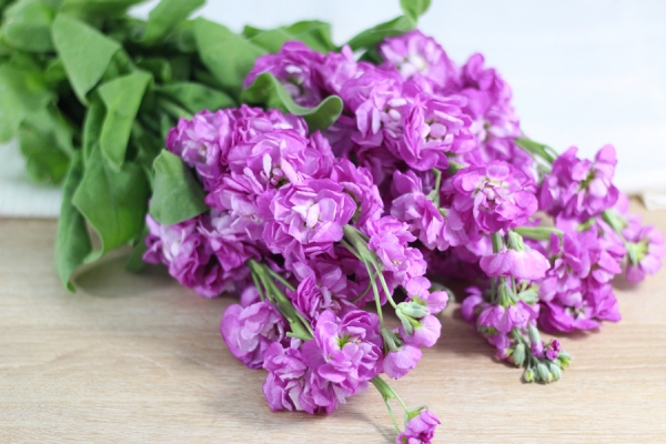 Giroflées violettes - Eric Fontyn