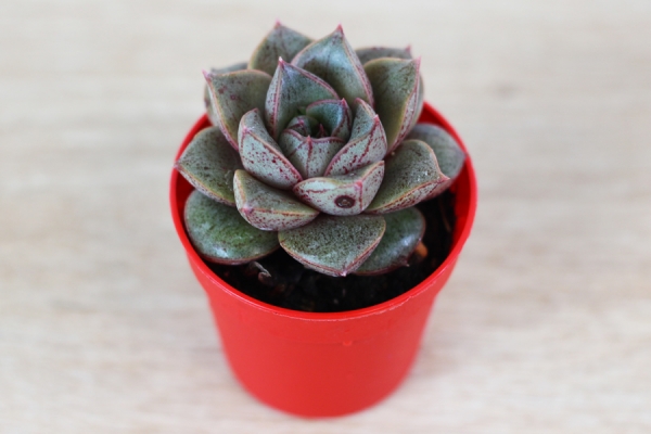 Petit Echeveria Purpurosum - Les serres Paumier