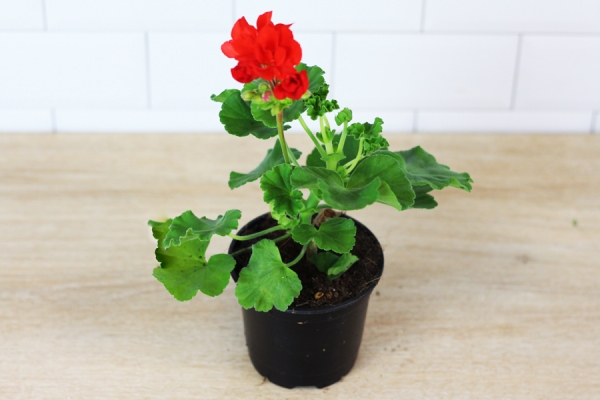 géranium rouge - Sceh Véron & Fils