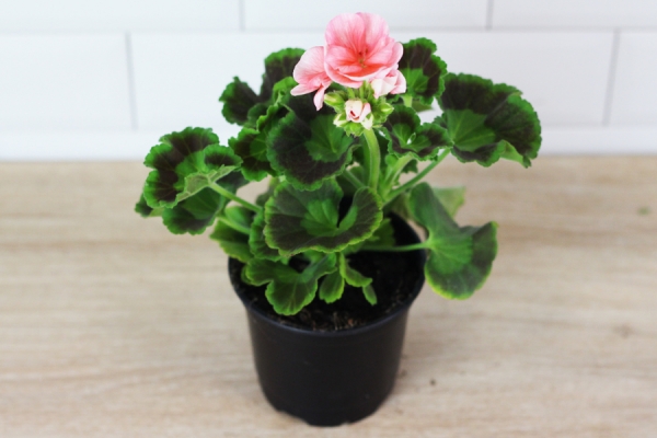 géranium saumon - Sceh Véron & Fils