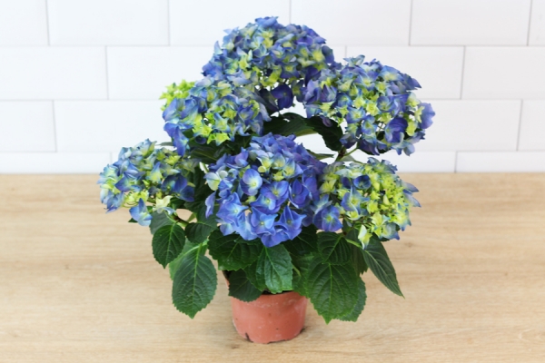 Hortensia bleue - Floralia