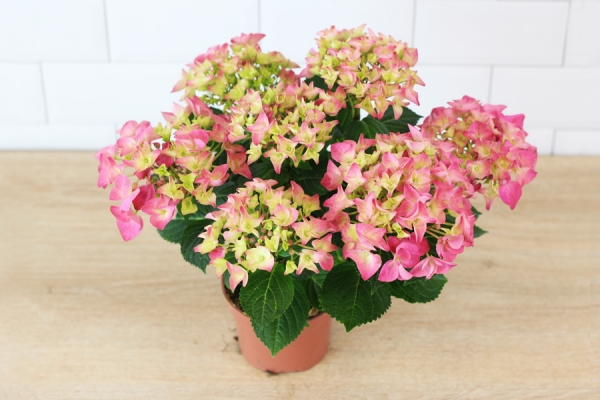 Hortensia rose - Floralia