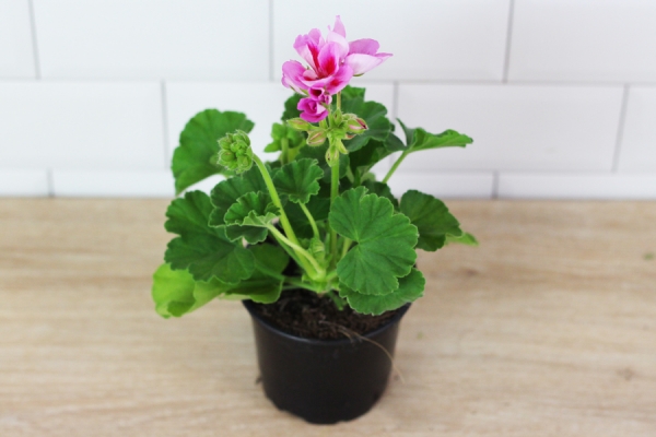 géranium rose clair - Sceh Véron & Fils