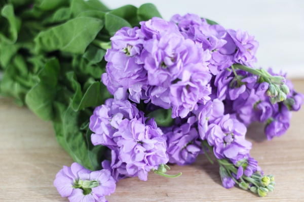 Giroflées mauves - Eric Fontyn