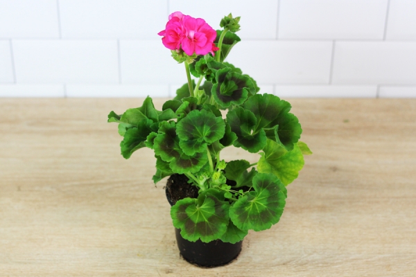 géranium rose foncé - Sceh Véron & Fils