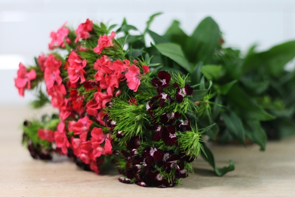 Mélange d'oeillets roses et blancs - Eric Fontyn