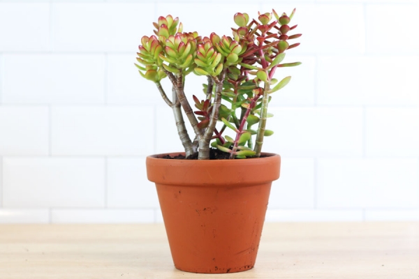 Grand Crassula Mini Argentea - Les serres Paumier