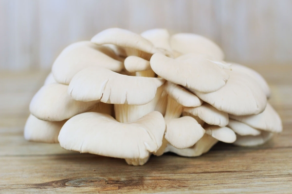 Pleurote - Champignonnière de l'Orme Rond