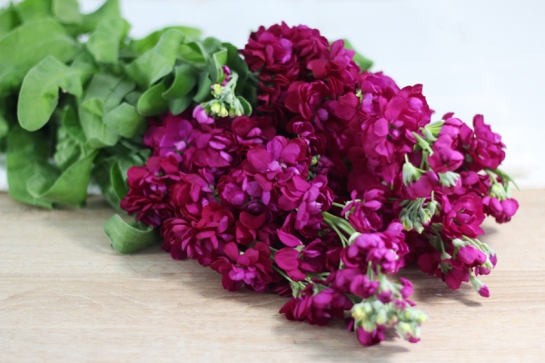 Giroflées rouges - Eric Fontyn