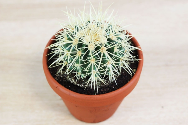 Grand Echinocactus Grusonii - Les serres Paumier