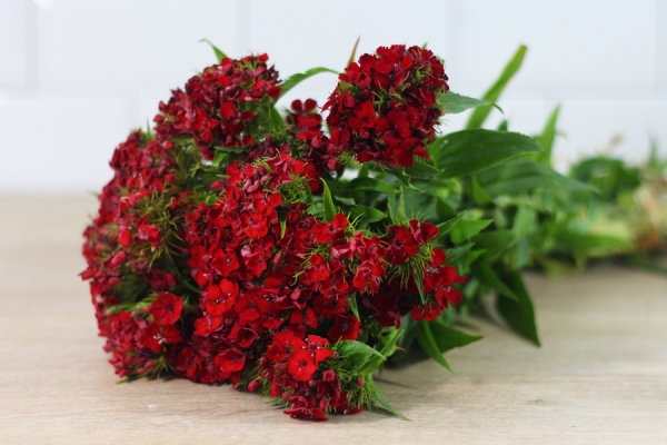 Oeillets rouges - Place des Producteurs