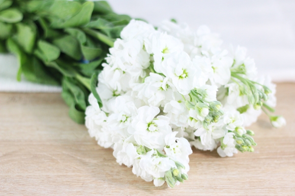 Giroflées blanches - Eric Fontyn