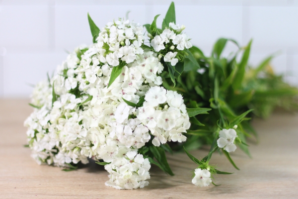 Oeillets blancs - Place des Producteurs