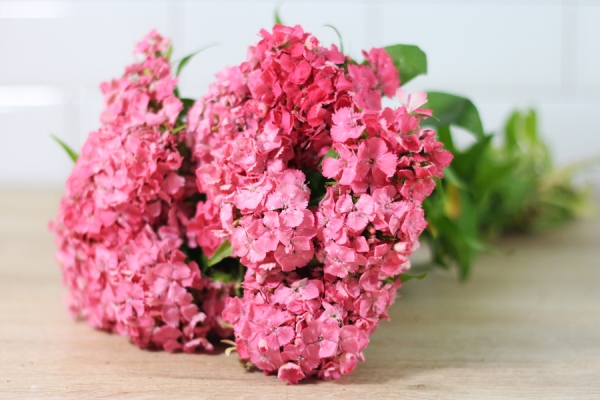 Oeillets roses - Place des Producteurs