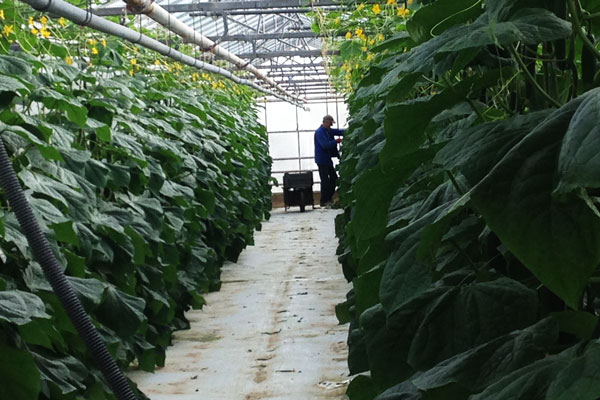 Serres de la Rachée