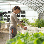 Les potagers de Marcoussis