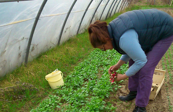 Le Séchoir du Père Jules