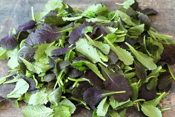 Pousse de Moutarde - Beausse