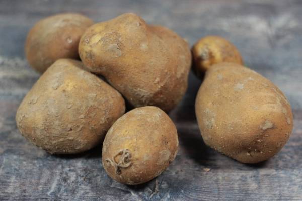 Pomme de Terre Agria BIO - Ferme Lafouasse