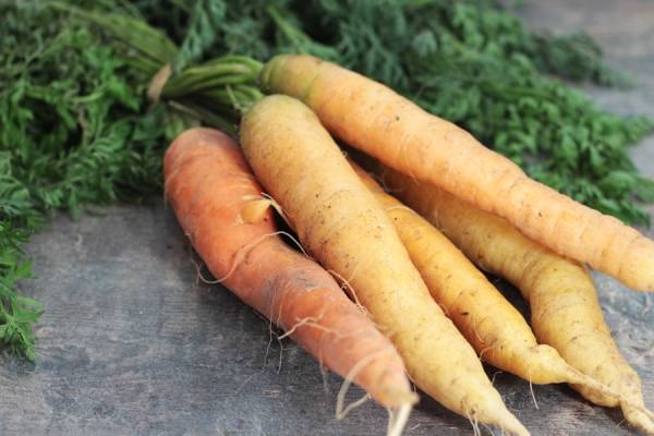 Carotte botte Bio - Les jardins de Courances