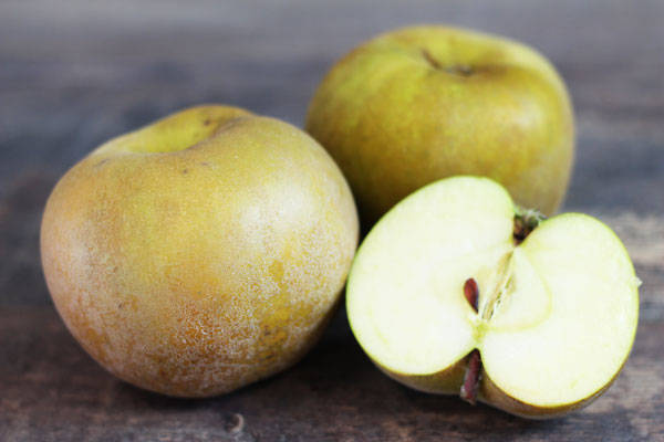 Pomme Canada Gris - Vergers de Molien