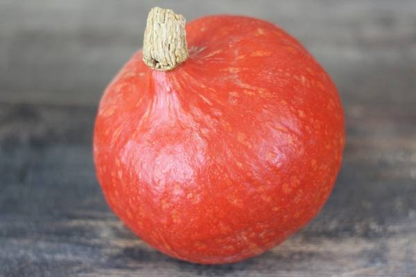 Potimarron - Le Potager d'Olivier