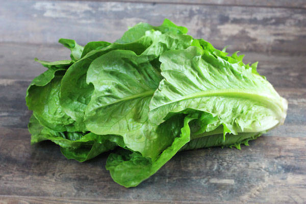 Romaine Bio - Fabien Frémin