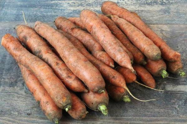 Carotte des sables Bio - Ferme de la Haye