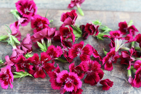 Oeillet - EARL Chevet