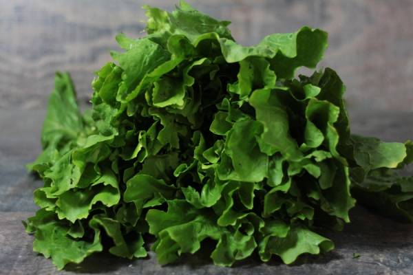 Chicorée Scarole BIO - Les jardins de Courances