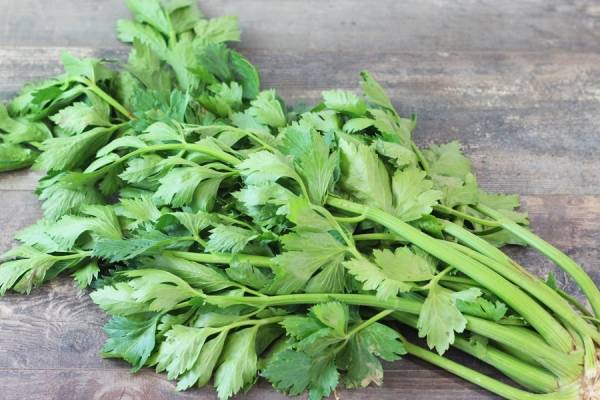 Céleri branche - Le Potager d'Olivier