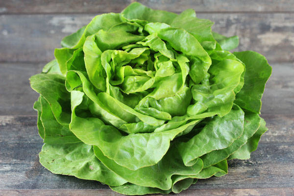 Laitue - EARL de l'Angélus