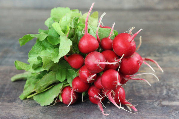 Radis rouge rond BIO - SCEA Koorin