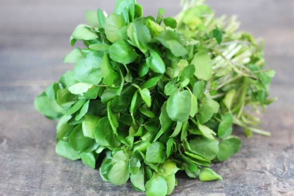 Cresson botte - Cressonnière Villa Paul