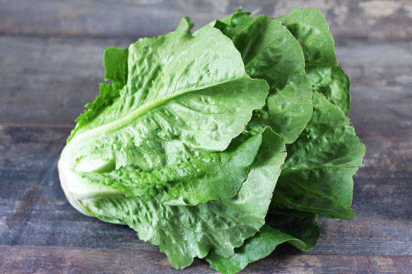 Romaine  - EARL de l'Angélus