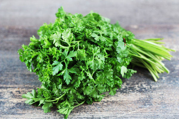 Persil frisé - EARL Chevet