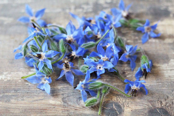 Bourrache - EARL Chevet