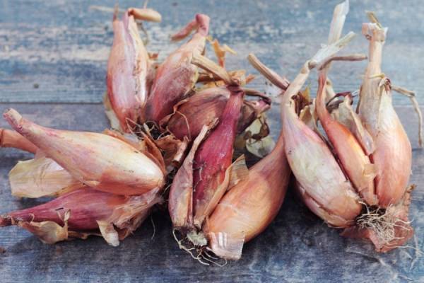 Echalote nouvelle BIO - Les jardins de Courances