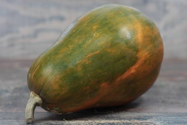 Sucrine du Berry BIO - Le Clos de Nonville