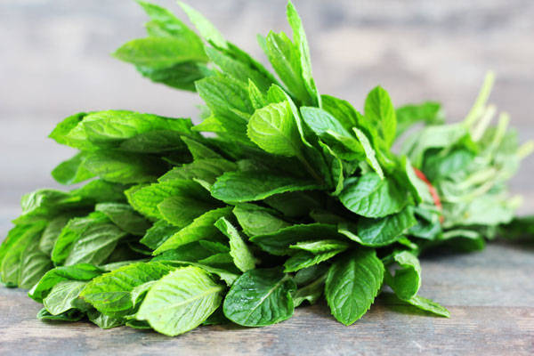 Menthe - EARL Chevet