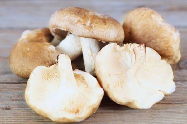 Shiitake - Champignonnière de l'Orme Rond