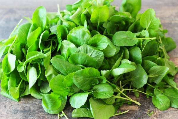 Cresson de jardin - Beausse