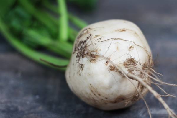 Betterave blanche BIO - Les jardins de Courances