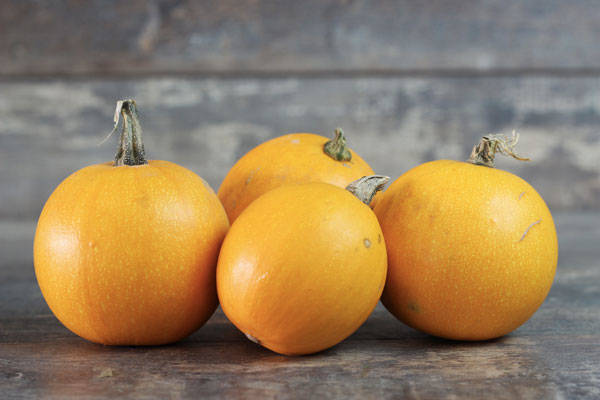 Courge pomme d'or BIO - SCEA Koorin