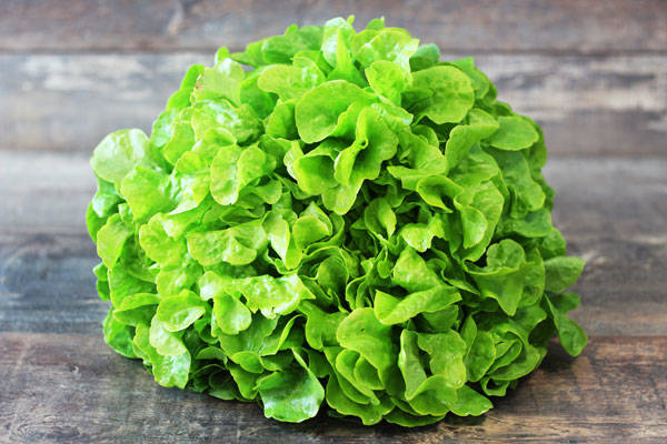 Feuille de chêne verte - EARL de l'Angélus