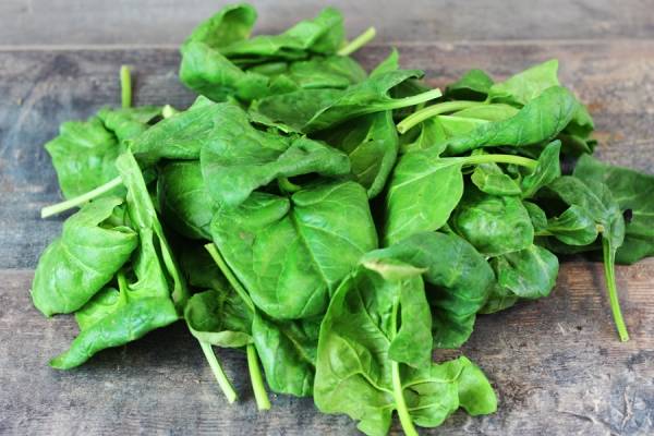 Epinard BIO - Les Potagers du Télégraphe