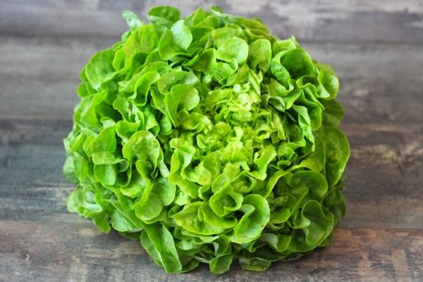 feuille de chêne - Le Potager d'Olivier