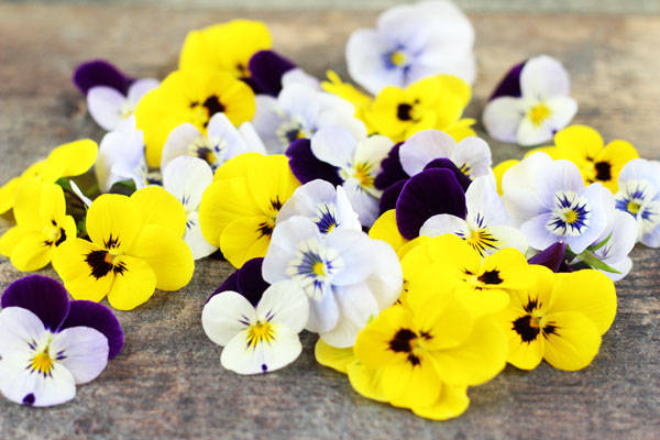 Pensée - EARL Chevet