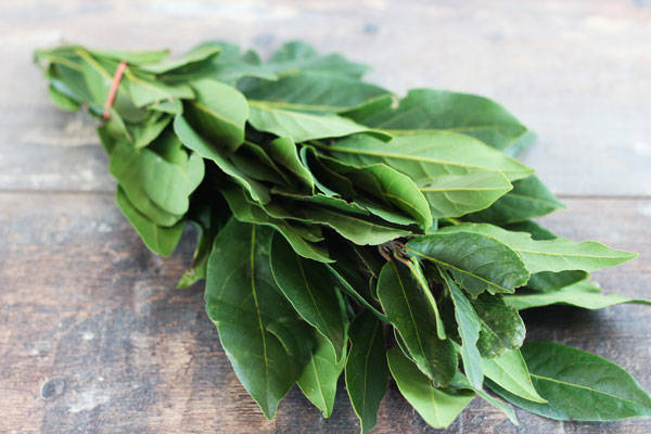 Laurier - EARL Chevet