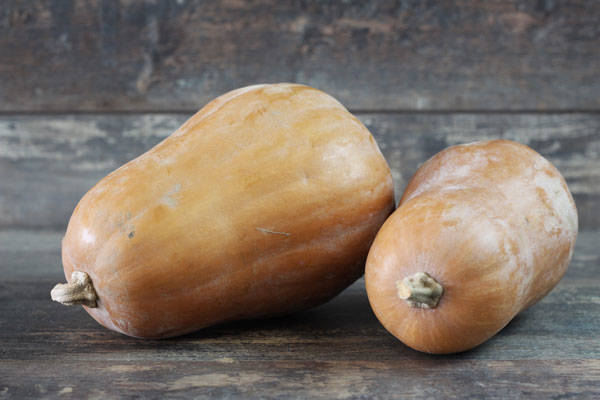 Courge sucrine du Berry BIO - SCEA Koorin